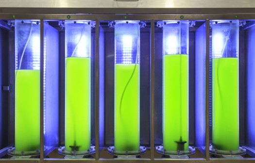 grün leuchtende Algen in Reagenzgläser